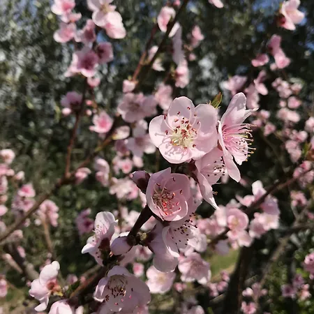 Cilento サン・マウロ・チレント