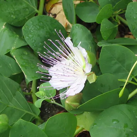 ベッド・アンド・ブレックファスト Cilento