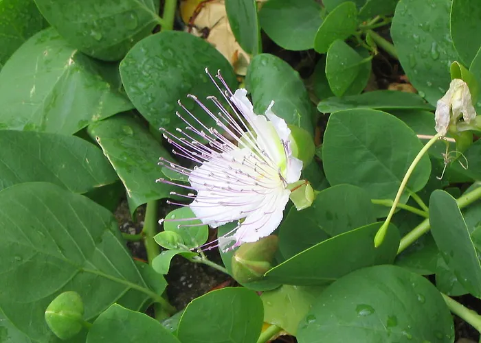 Bed and breakfast Cilento