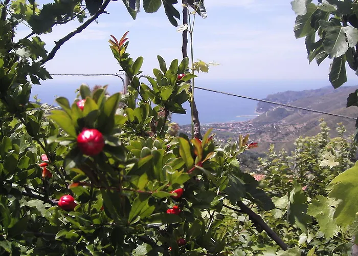 Oda ve Kahvaltı Cilento